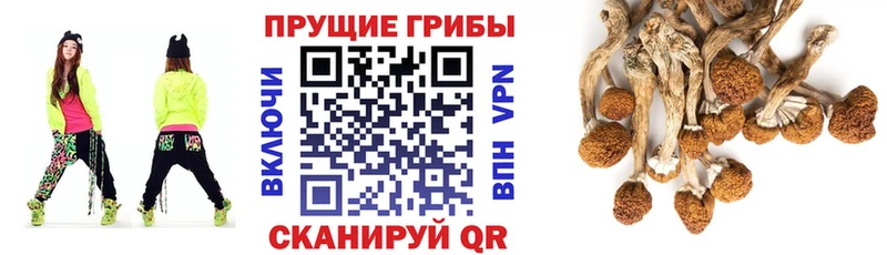 МЕГА tor  Петропавловск-Камчатский  Псилоцибиновые грибы Psilocybe  цена  